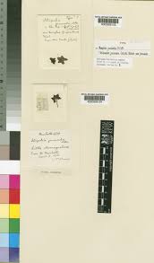 Image result for Tridentea marientalensis