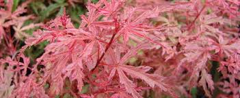 Check spelling or type a new query. Japanese Maple Acer Palmatum Beni Komachi