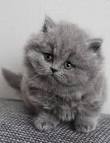 British Longhair Cat Info, Kittens, Temperament, Care ...