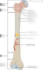 Bone anatomy fractures science diagram quizlet. Long Bone Labeling Diagram Quizlet