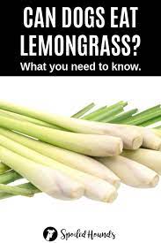 Can Dogs Eat Herbs What To Know About Dogs And Herbs Can Dogs Eat Lemon Grass Can Dogs Eat Lemons