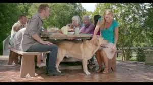 Vets do not recommend that. 4health With Wholesome Grains Small Bites Formula Adult Dog Food 35lb At Tractor Supply Co