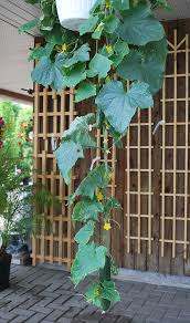 Concombres En Panier Suspendu Au Jardin2m Potager Jardinage Jardin Solutionsjardin Garden Gardening Plantespotageres Potager Faire Un Potager Jardinage