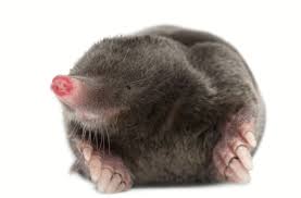 You either derive more pleasure from this or become more aloof because of your sensitivity. 20 Things You Didn T Know About Moles Discover Magazine
