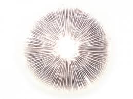 Golden teacher magic mushroom is a great classic that has been around for ages. Sporen