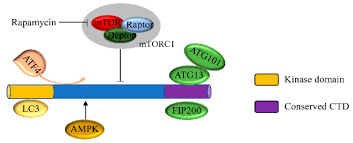 And i mean that all from the honestly, who cares if you don't grow up to be a millionaire. Cancers Free Full Text A Review Of Ulk1 Mediated Autophagy In Drug Resistance Of Cancer