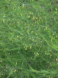 Image result for Asparagus migeodii