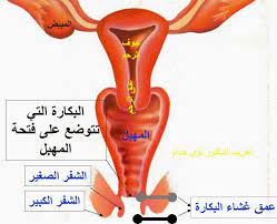 اين يقع غشاء البكارة معلومات تهم كل فتاة عن غشاء البكارة احاسيس بريئة