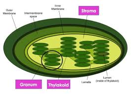 We did not find results for: Chloroplast Structure Function Expii