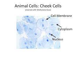 You will scrape and stain a sample of your cheek cells with the dye methylene blue. Microscope And Cell Lab Review Ppt Video Online Download