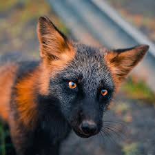 Black And Orange Fox Name Guy Earns The Trust Of A Black And Orange Fox Shares 20 Stunning Pics In 2020 Animals Wild Animals Animals Beautiful