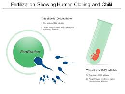 fertilization showing human cloning and child powerpoint