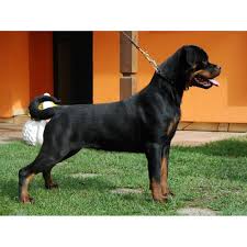 Image result for Rotala gossweileri