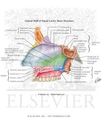The nasal cavity refers to the interior of the nose, or the structure which opens exteriorly at the nostrils. Lateral Wall Of Nasal Cavity Bony Structure