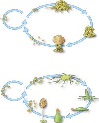 Interplay Of Mesoscale Physics And Agent Like Behaviors In The Parallel Evolution Of Aggregative Multicellularity Biorxiv