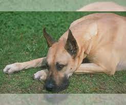 We did not find results for: Great Dane Puppies For Sale Near Spraggs Pennsylvania Usa Page 1 10 Per Page Puppyfinder Com