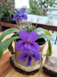 Image result for Nesaea sarcophylla