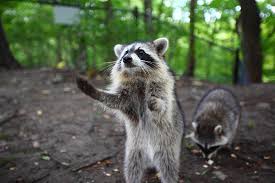 The only way to be sure an animal died of rabies is by examining the brain tissue after death. Wildlife Safety Tips Raccoons