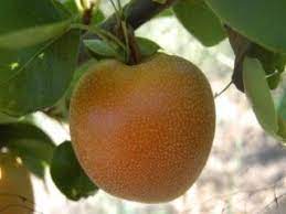 Its popularity was at its peak in the early. Shinko Pear Tree Trees Of Antiquity