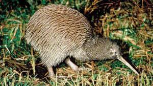 Professor fischer erbt in neuseeland ein haus. Tiere Neuseelandischer Nationalvogel Vom Aussterben Bedroht Gesellschaft Faz