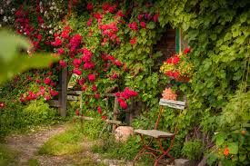 Die kletterrose ist eine sehr beliebte kletterpflanze, die vielen deutschen gärten eine andere dimension verleiht. Kletterrosen Sorten Die Schonsten Kletterrosen Plantura
