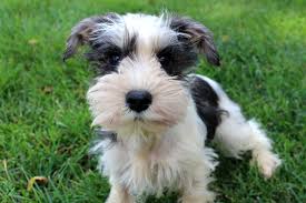 While the standard schnauzer puppy learns quickly, he will also use that intelligence to figure out clever ways to avoid obeying his guardian's commands. Akc Parti Miniature Schnauzer Puppies For Sale Fernweh Schnauzers