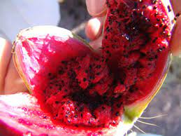 And you'll never find it available for sale saguaro cactus fruits are also extremely difficult to harvest. Saguaro Harvest