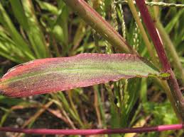 Image result for Digitaria sanguinalis
