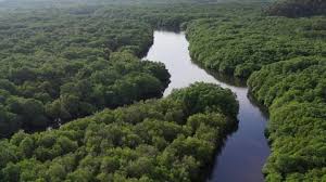 Maybe you would like to learn more about one of these? Mangrove Forest Stock Video Footage 4k And Hd Video Clips Shutterstock