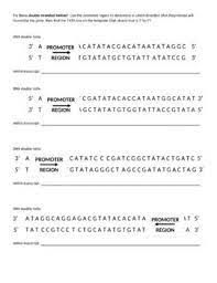 1 each dna molecule has two sides one is called the template from which the mrna is dna transcription and translation practice worksheet with key tpt. Dna Transcription And Translation Practice Worksheet With Key Tpt
