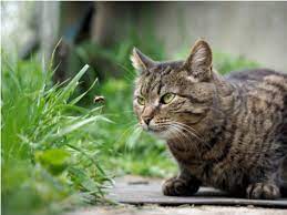 Because your cat is much smaller than you, venom from a spider bite can do more damage to them than it could to you. Brown Recluse Spider Bite Poisoning In Cats Petmd