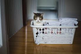 But why does my cat smell like poop? How To Remove Cat Urine Odor From Laundry