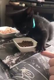 Hungrycutekitten Video Cute Animals Funny Animal Videos Cute Baby Animals