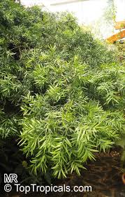 Image result for Afrocarpus