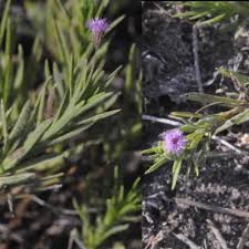 Image result for Nicolasia costata