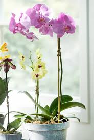 Image result for orchid cuttings