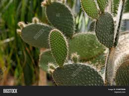 Being desert cacti, many people think you don't have to water them. Cactus Opuntia Image Photo Free Trial Bigstock