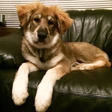 Maybe you would like to learn more about one of these? German Shepard And Great Pyrenees Mix Smart Gentle And Fluffy Puppies Grand Dog Great Pyrenees Dog