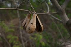 Image result for Schrebera trichoclada