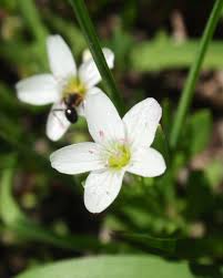 Image result for Montiniaceae