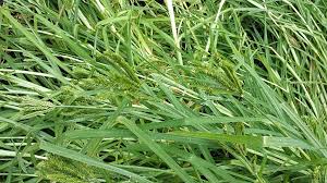 Image result for Eleusine africana