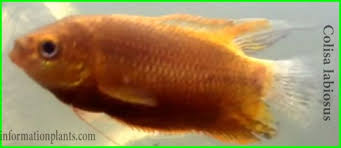 ثيك لب جرامي thick lipped gourami سمك زينة انواع الاسماك انواع الاسماك مع الصور معلوماتية نبات حيوان اسماك فوائد fish pet fish pets