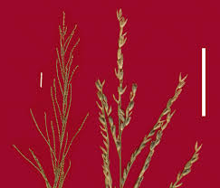 Image result for Dinebra retroflexa