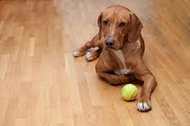 The fact is, dogs can do a lot of damage to any style of flooring. How To Fix Scratches In Hardwood Floors From A Dog House Trick