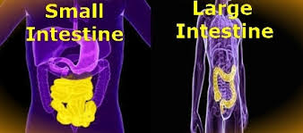 Be able to describe the layers in the wall of the digestive tract (mucosa, submucosa, muscularis externa and adventitia/serosa), and explain how they differ in the small and large intestines. Difference Between Small And Large Intestine