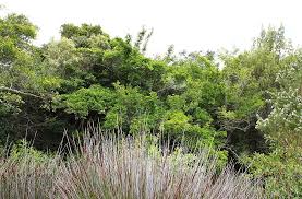 Image result for Canthium inerme