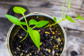 Don't bend over in the garden, granny: Tips For Growing Peppers In A Yaheetech Raised Garden Bed Thirtysomethingsupermom