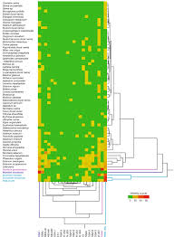 Image result for Bothriocline