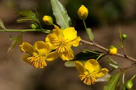 Image result for Ochna ovata