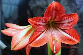 Amaryllis Flower Meaning Flower Meanings Amaryllis Flowers Flower Bouquet Wedding